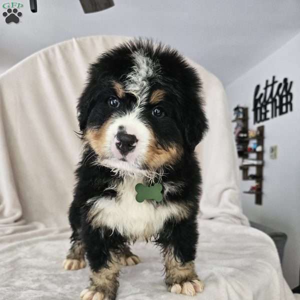 Maverick, Bernese Mountain Dog Puppy